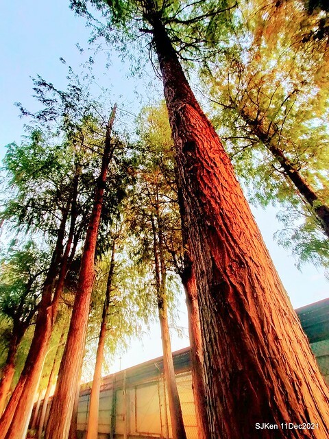 Larix pine trail nearby Fuxinggang metro station, Taipei, Taiwan, SJKen, Dec 11, 2021.