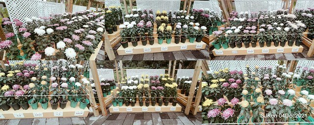 士林官邸2021「菊來運轉」花展 (Shilin Residence Chrysanthesmum Festival), Nov 26 ~ Dec 12, 2021, Taipei, Taiwan, SJKen, Dec 4, 2021.