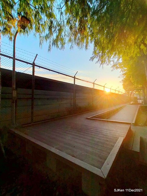 Larix pine trail nearby Fuxinggang metro station, Taipei, Taiwan, SJKen, Dec 11, 2021.