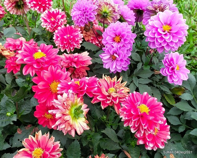 士林官邸2021「菊來運轉」花展 (Shilin Residence Chrysanthesmum Festival), Nov 26 ~ Dec 12, 2021, Taipei, Taiwan, SJKen, Dec 4, 2021.