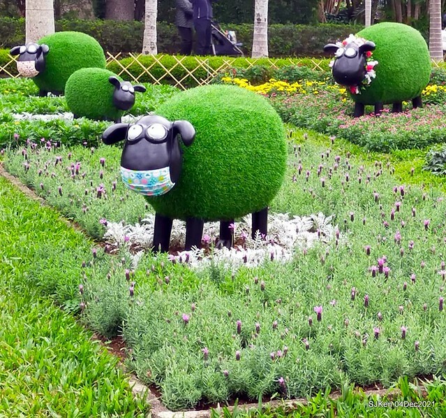 士林官邸2021「菊來運轉」花展 (Shilin Residence Chrysanthesmum Festival), Nov 26 ~ Dec 12, 2021, Taipei, Taiwan, SJKen, Dec 4, 2021.