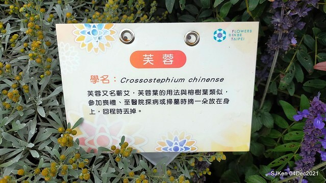 士林官邸2021「菊來運轉」花展 (Shilin Residence Chrysanthesmum Festival), Nov 26 ~ Dec 12, 2021, Taipei, Taiwan, SJKen, Dec 4, 2021.