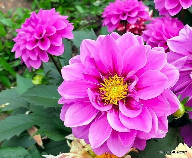 士林官邸2021「菊來運轉」花展 (Shilin Residence Chrysanthesmum Festival), Nov 26 ~ Dec 12, 2021, Taipei, Taiwan, SJKen, Dec 4, 2021.