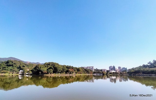 Larix pine at Bi-Hu garden, Taipei, Taiwan, SJKen, Dec 16,2021.