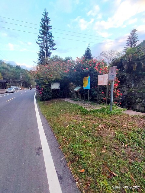 Larix pine garden plaza at Nangang, Taipei, Taiwan, SJKen, Dec 10, 2021.