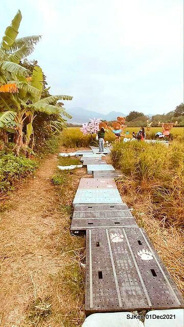 2021「熊愛關渡」稻草裝置藝術展(Bear art exhibition at Kuandu , Taipei, Taiwan, SJKen, Dec 1, 2021.