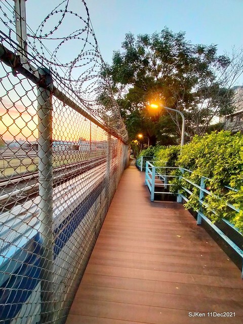 Larix pine trail nearby Fuxinggang metro station, Taipei, Taiwan, SJKen, Dec 11, 2021.