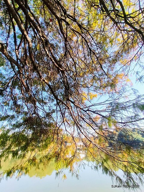 Larix pine at Bi-Hu garden, Taipei, Taiwan, SJKen, Dec 16,2021.