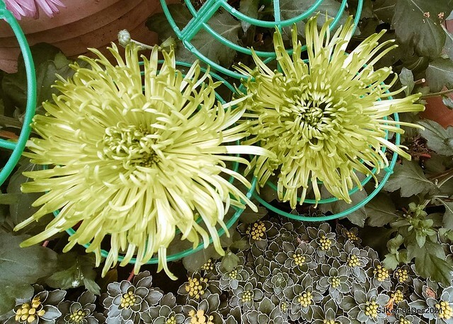 士林官邸2021「菊來運轉」花展 (Shilin Residence Chrysanthesmum Festival), Nov 26 ~ Dec 12, 2021, Taipei, Taiwan, SJKen, Dec 4, 2021.