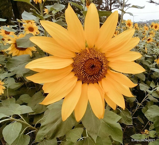 士林官邸2021「菊來運轉」花展 (Shilin Residence Chrysanthesmum Festival), Nov 26 ~ Dec 12, 2021, Taipei, Taiwan, SJKen, Dec 4, 2021.