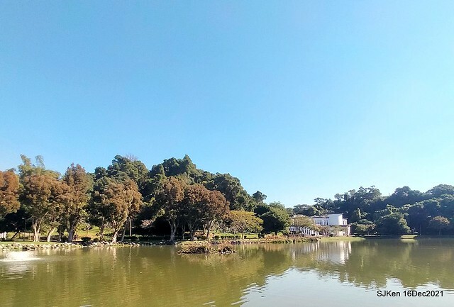 Larix pine at Bi-Hu garden, Taipei, Taiwan, SJKen, Dec 16,2021.