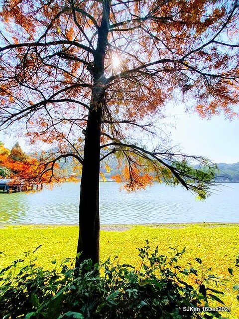 Larix pine at Bi-Hu garden, Taipei, Taiwan, SJKen, Dec 16,2021.