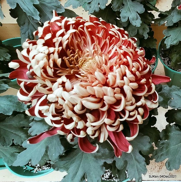 士林官邸2021「菊來運轉」花展 (Shilin Residence Chrysanthesmum Festival), Nov 26 ~ Dec 12, 2021, Taipei, Taiwan, SJKen, Dec 4, 2021.