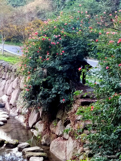 Larix pine garden plaza at Nangang, Taipei, Taiwan, SJKen, Dec 10, 2021.