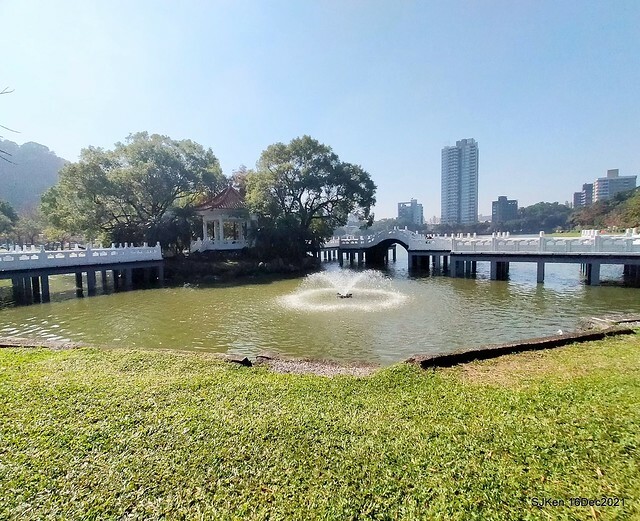 Larix pine at Bi-Hu garden, Taipei, Taiwan, SJKen, Dec 16,2021.