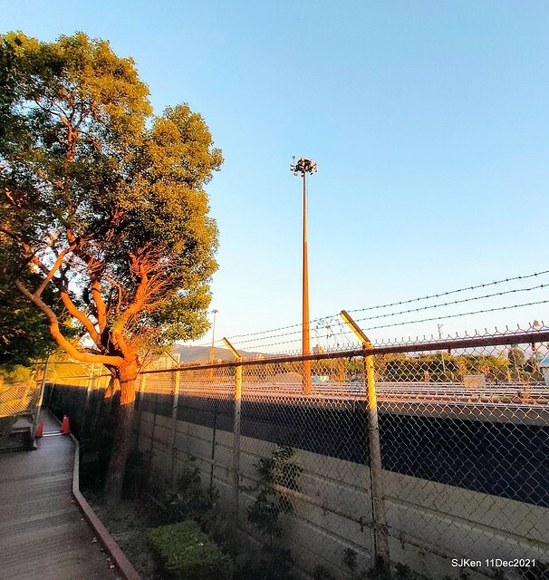 Larix pine trail nearby Fuxinggang metro station, Taipei, Taiwan, SJKen, Dec 11, 2021.