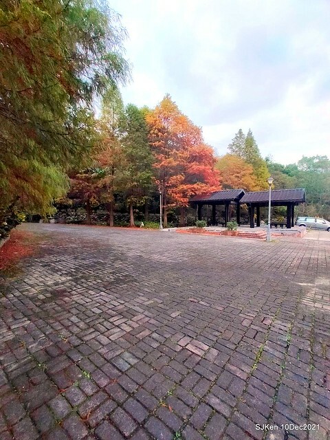 Larix pine garden plaza at Nangang, Taipei, Taiwan, SJKen, Dec 10, 2021.