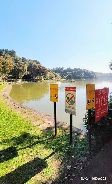 Larix pine at Bi-Hu garden, Taipei, Taiwan, SJKen, Dec 16,2021.
