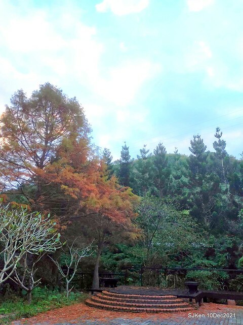 Larix pine garden plaza at Nangang, Taipei, Taiwan, SJKen, Dec 10, 2021.