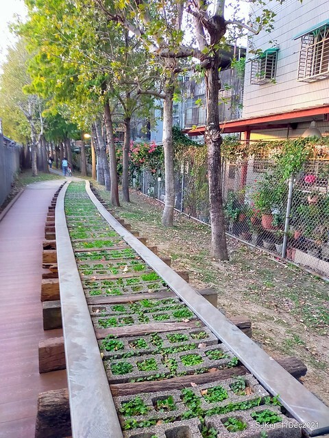 Larix pine trail nearby Fuxinggang metro station, Taipei, Taiwan, SJKen, Dec 11, 2021.