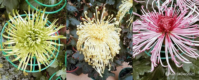 士林官邸2021「菊來運轉」花展 (Shilin Residence Chrysanthesmum Festival), Nov 26 ~ Dec 12, 2021, Taipei, Taiwan, SJKen, Dec 4, 2021.