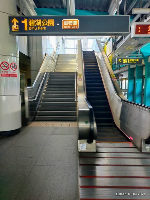 Larix pine at Bi-Hu garden, Taipei, Taiwan, SJKen, Dec 16,2021.