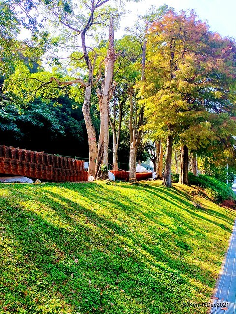 Larix pine at Bi-Hu garden, Taipei, Taiwan, SJKen, Dec 16,2021.
