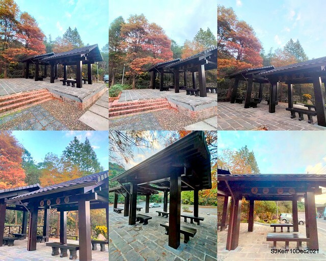 Larix pine garden plaza at Nangang, Taipei, Taiwan, SJKen, Dec 10, 2021.