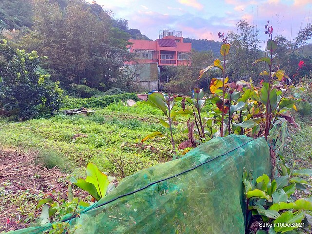 Larix pine garden plaza at Nangang, Taipei, Taiwan, SJKen, Dec 10, 2021.