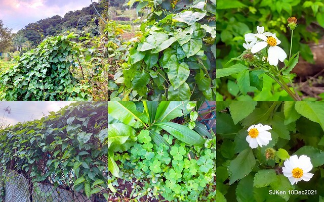 Larix pine garden plaza at Nangang, Taipei, Taiwan, SJKen, Dec 10, 2021.