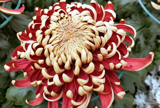 士林官邸2021「菊來運轉」花展 (Shilin Residence Chrysanthesmum Festival), Nov 26 ~ Dec 12, 2021, Taipei, Taiwan, SJKen, Dec 4, 2021.