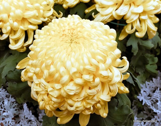 士林官邸2021「菊來運轉」花展 (Shilin Residence Chrysanthesmum Festival), Nov 26 ~ Dec 12, 2021, Taipei, Taiwan, SJKen, Dec 4, 2021.