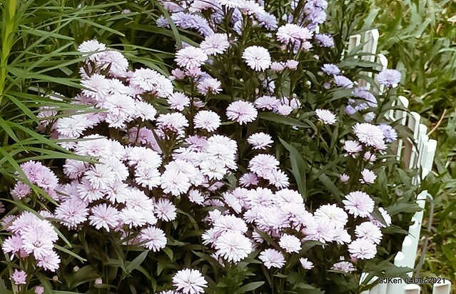 士林官邸2021「菊來運轉」花展 (Shilin Residence Chrysanthesmum Festival), Nov 26 ~ Dec 12, 2021, Taipei, Taiwan, SJKen, Dec 4, 2021.