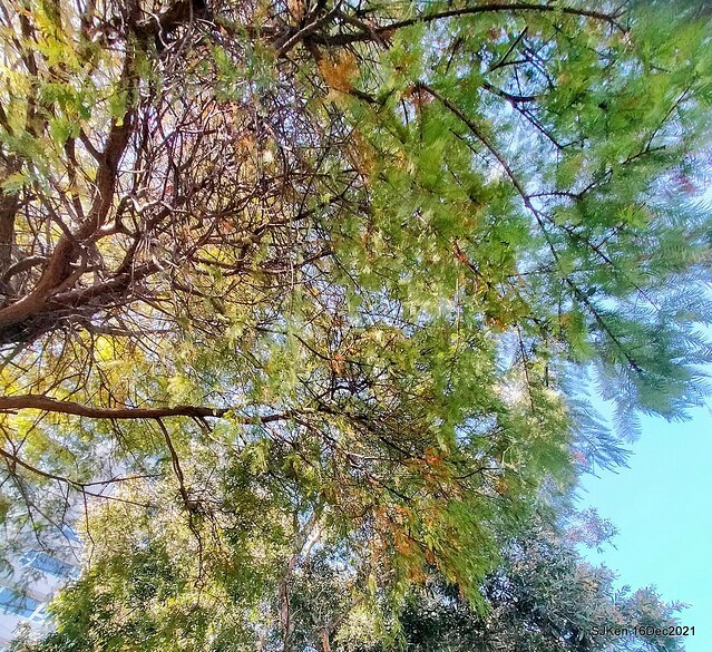 Larix pine at Bi-Hu garden, Taipei, Taiwan, SJKen, Dec 16,2021.