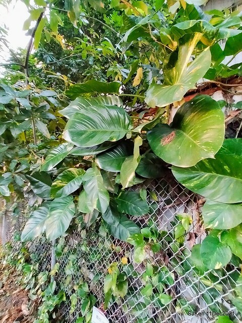 Larix pine trail nearby Fuxinggang metro station, Taipei, Taiwan, SJKen, Dec 11, 2021.