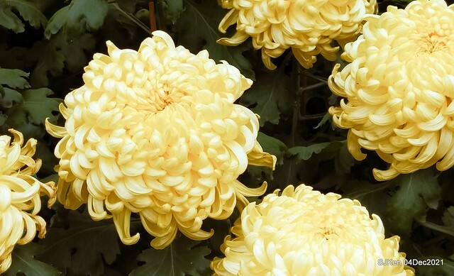 士林官邸2021「菊來運轉」花展 (Shilin Residence Chrysanthesmum Festival), Nov 26 ~ Dec 12, 2021, Taipei, Taiwan, SJKen, Dec 4, 2021.