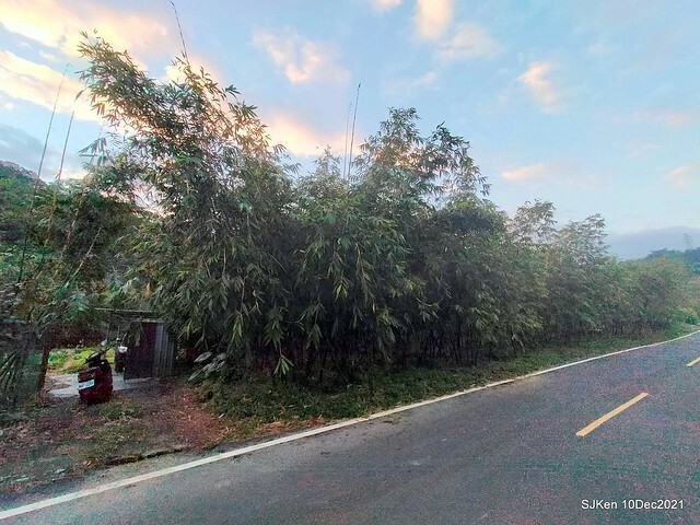 Larix pine garden plaza at Nangang, Taipei, Taiwan, SJKen, Dec 10, 2021.