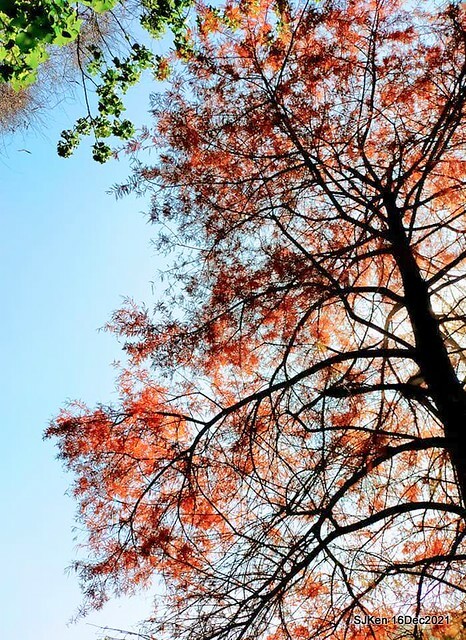 Larix pine at Bi-Hu garden, Taipei, Taiwan, SJKen, Dec 16,2021.