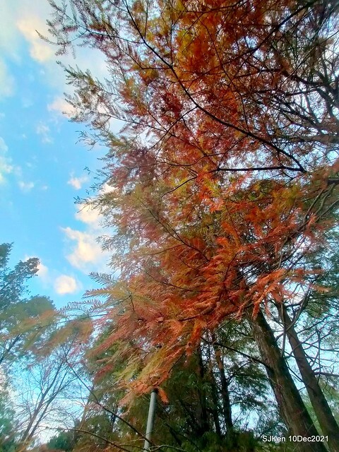 Larix pine garden plaza at Nangang, Taipei, Taiwan, SJKen, Dec 10, 2021.