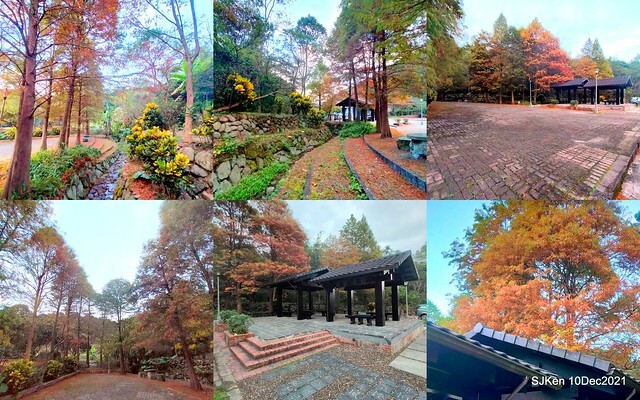 Larix pine garden plaza at Nangang, Taipei, Taiwan, SJKen, Dec 10, 2021.