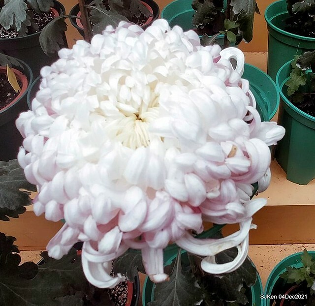 士林官邸2021「菊來運轉」花展 (Shilin Residence Chrysanthesmum Festival), Nov 26 ~ Dec 12, 2021, Taipei, Taiwan, SJKen, Dec 4, 2021.