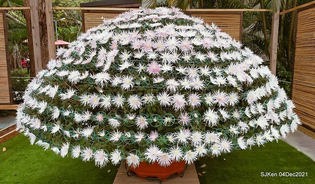 士林官邸2021「菊來運轉」花展 (Shilin Residence Chrysanthesmum Festival), Nov 26 ~ Dec 12, 2021, Taipei, Taiwan, SJKen, Dec 4, 2021.