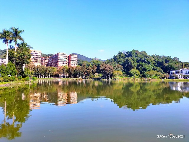 Larix pine at Bi-Hu garden, Taipei, Taiwan, SJKen, Dec 16,2021.