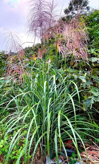 Larix pine garden plaza at Nangang, Taipei, Taiwan, SJKen, Dec 10, 2021.