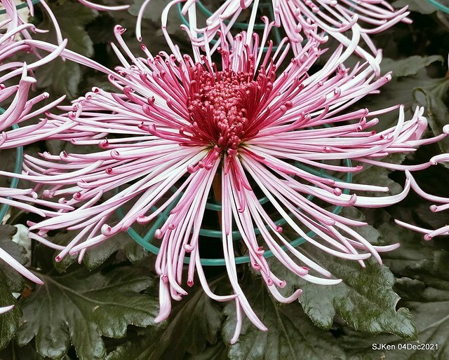 士林官邸2021「菊來運轉」花展 (Shilin Residence Chrysanthesmum Festival), Nov 26 ~ Dec 12, 2021, Taipei, Taiwan, SJKen, Dec 4, 2021.