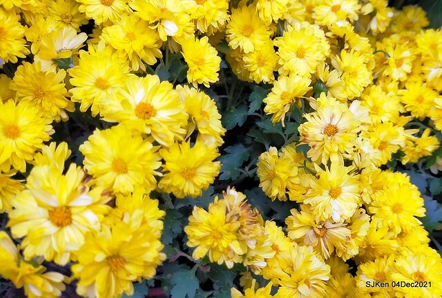 士林官邸2021「菊來運轉」花展 (Shilin Residence Chrysanthesmum Festival), Nov 26 ~ Dec 12, 2021, Taipei, Taiwan, SJKen, Dec 4, 2021.