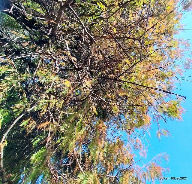 Larix pine at Bi-Hu garden, Taipei, Taiwan, SJKen, Dec 16,2021.