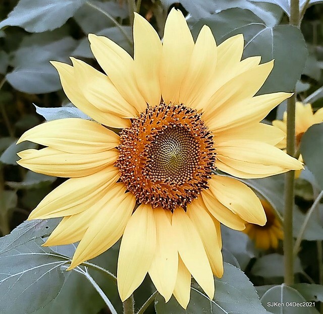 士林官邸2021「菊來運轉」花展 (Shilin Residence Chrysanthesmum Festival), Nov 26 ~ Dec 12, 2021, Taipei, Taiwan, SJKen, Dec 4, 2021.