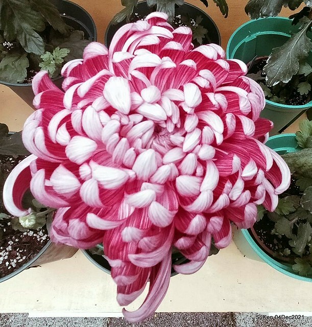 士林官邸2021「菊來運轉」花展 (Shilin Residence Chrysanthesmum Festival), Nov 26 ~ Dec 12, 2021, Taipei, Taiwan, SJKen, Dec 4, 2021.