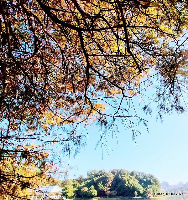 Larix pine at Bi-Hu garden, Taipei, Taiwan, SJKen, Dec 16,2021.